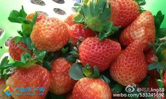 草莓娱乐吃瓜酱,揭秘娱乐圈那些不为人知的幕后故事